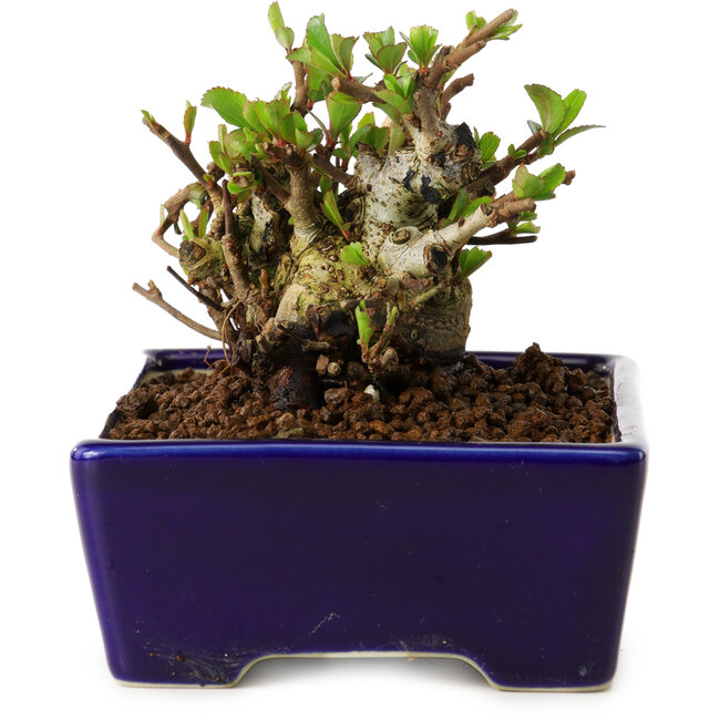 Chaenomeles speciosa, 12,5 cm, ± 20 ans, avec un nebari de 7 cm
