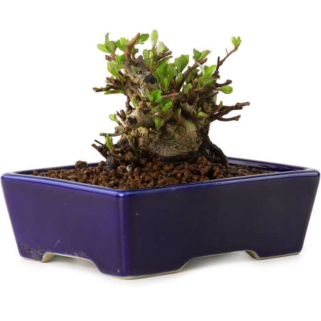 Chaenomeles speciosa, 12,5 cm, ± 20 años de edad, con un nebari de 7 cm