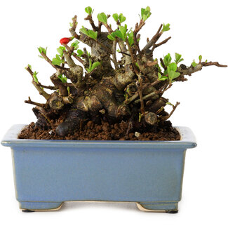 Chaenomeles speciosa, 12,5 cm, ± 20 years old