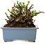 Chaenomeles speciosa, 12,5 cm, ± 20 ans, avec un nebari de 7 cm