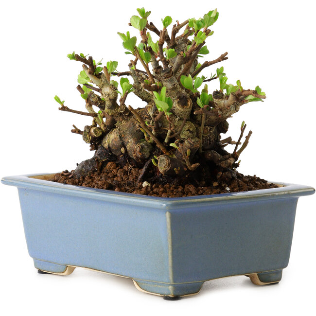 Chaenomeles speciosa, 12,5 cm, ± 20 ans, avec un nebari de 7 cm