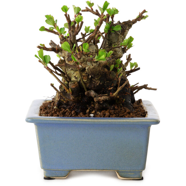 Chaenomeles speciosa, 12,5 cm, ± 20 ans, avec un nebari de 7 cm