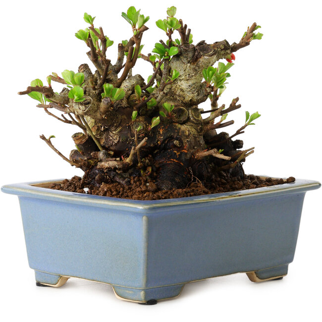 Chaenomeles speciosa, 12,5 cm, ± 20 anni, con un nebari di 7 cm