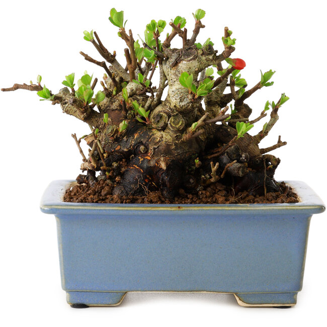 Chaenomeles speciosa, 12,5 cm, ± 20 years old, with a nebari of 7 cm