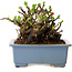 Chaenomeles speciosa, 12,5 cm, ± 20 ans, avec un nebari de 7 cm