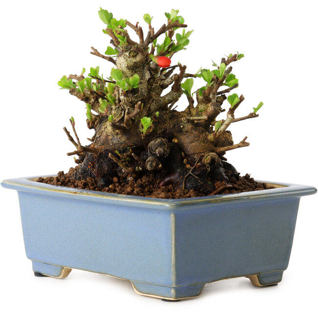 Chaenomeles speciosa, 12,5 cm, ± 20 Jahre alt, mit einem Nebari von 7 cm