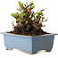 Chaenomeles speciosa, 12,5 cm, ± 20 ans, avec un nebari de 7 cm
