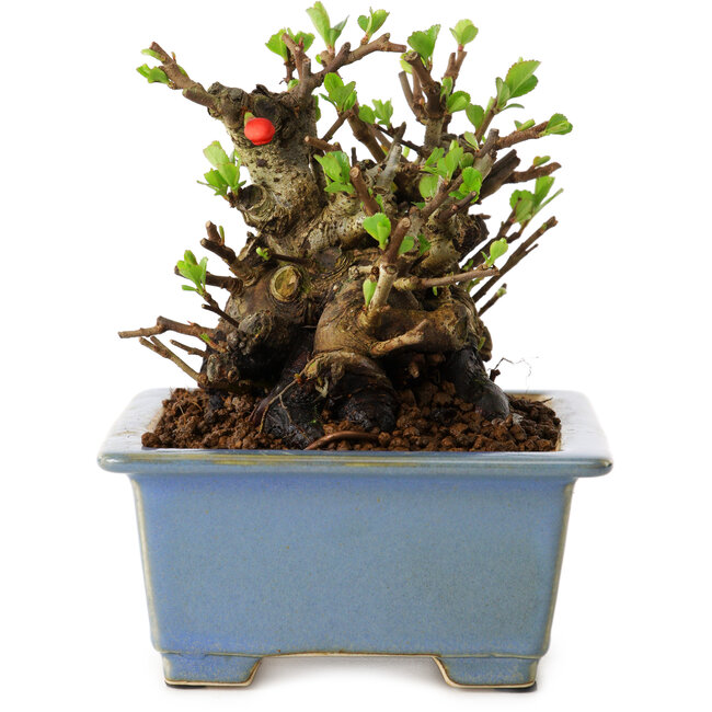 Chaenomeles speciosa, 12,5 cm, ± 20 años de edad, con un nebari de 7 cm