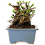 Chaenomeles speciosa, 12,5 cm, ± 20 ans, avec un nebari de 7 cm