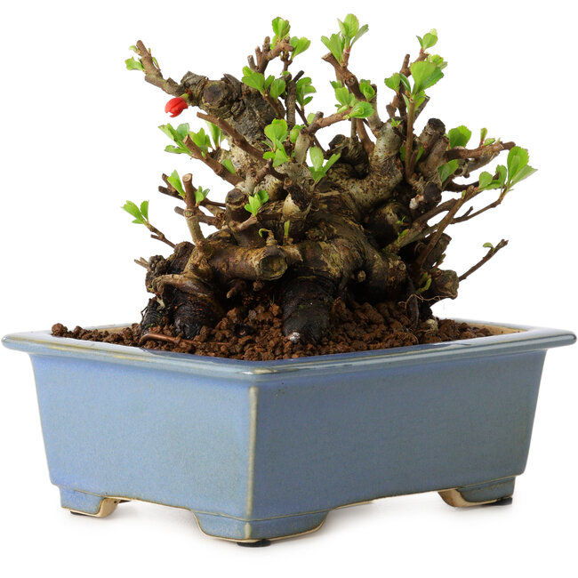 Chaenomeles speciosa, 12,5 cm, ± 20 años de edad, con un nebari de 7 cm