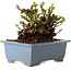 Chaenomeles speciosa, 12,5 cm, ± 20 ans, avec un nebari de 7 cm