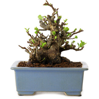 Chaenomeles speciosa, 12,5 cm, ± 20 años de edad