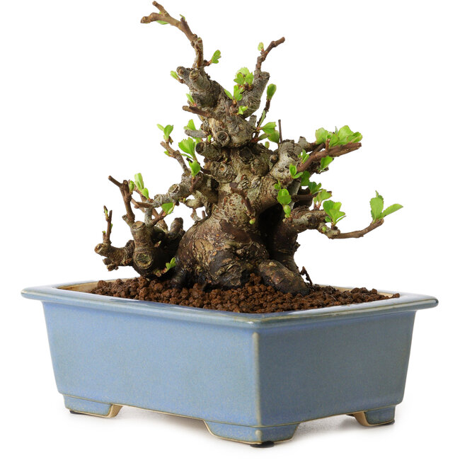 Chaenomeles speciosa, 12,5 cm, ± 20 jaar oud, met een nebari van 7 cm