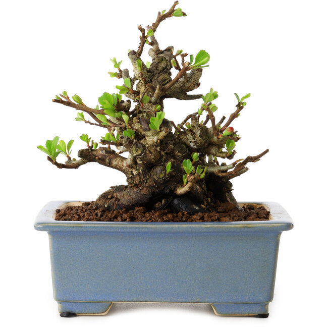 Chaenomeles speciosa, 12,5 cm, ± 20 ans, avec un nebari de 7 cm