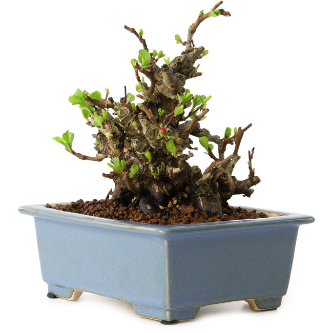 Chaenomeles speciosa, 12,5 cm, ± 20 Jahre alt, mit einem Nebari von 7 cm