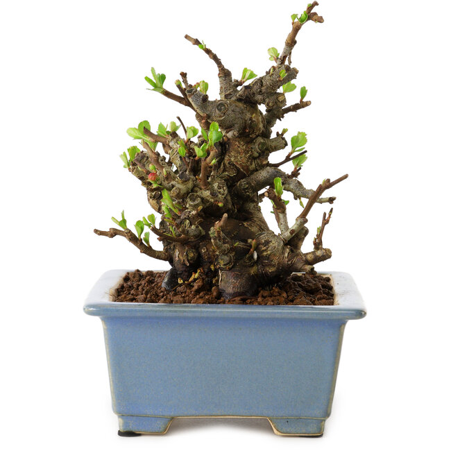 Chaenomeles speciosa, 12,5 cm, ± 20 jaar oud, met een nebari van 7 cm