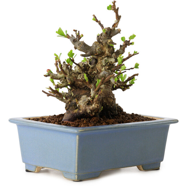 Chaenomeles speciosa, 12,5 cm, ± 20 ans, avec un nebari de 7 cm