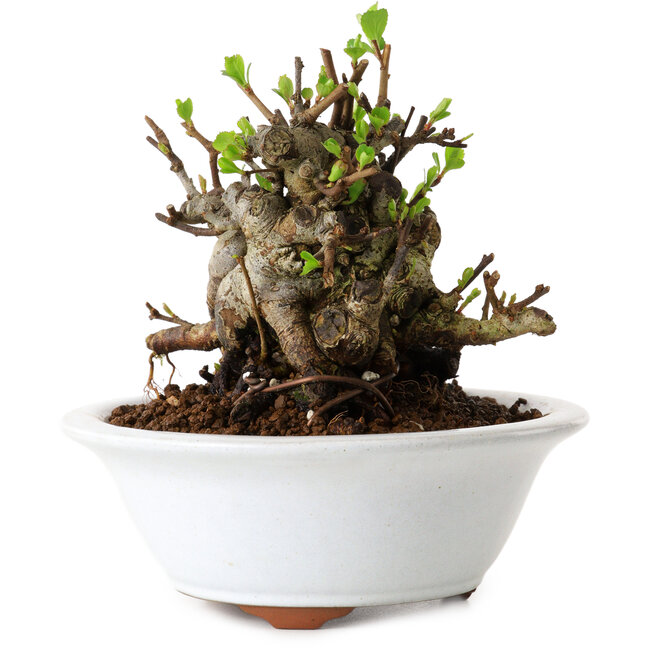 Chaenomeles speciosa, 12,5 cm, ± 20 anni, con un nebari di 7 cm