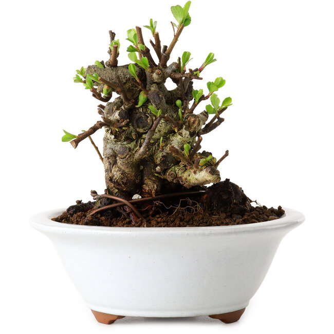 Chaenomeles speciosa, 12,5 cm, ± 20 Jahre alt, mit einem Nebari von 7 cm