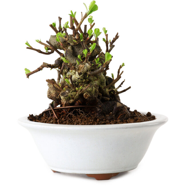 Chaenomeles speciosa, 12,5 cm, ± 20 years old, with a nebari of 7 cm