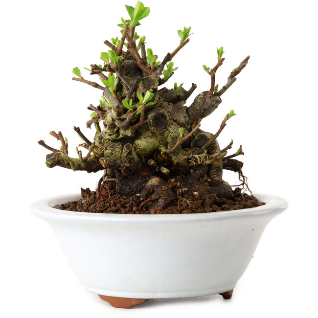 Chaenomeles speciosa, 12,5 cm, ± 20 años de edad, con un nebari de 7 cm