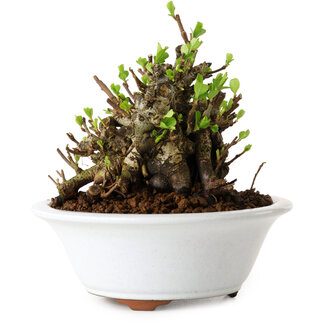 Chaenomeles speciosa, 12,5 cm, ± 20 años de edad