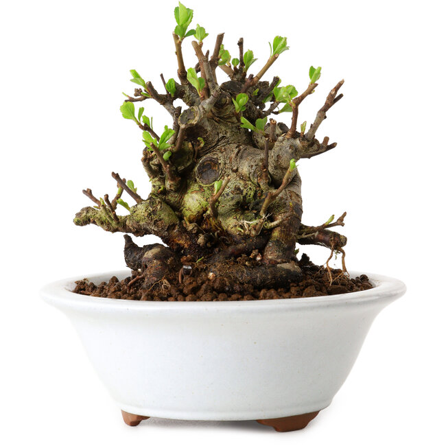 Chaenomeles speciosa, 12,5 cm, ± 20 ans, avec un nebari de 7 cm