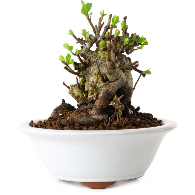 Chaenomeles speciosa, 12,5 cm, ± 20 jaar oud, met een nebari van 7 cm