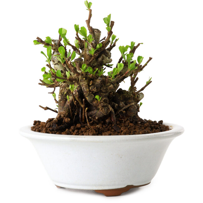 Chaenomeles speciosa, 12,5 cm, ± 20 Jahre alt, mit einem Nebari von 7 cm