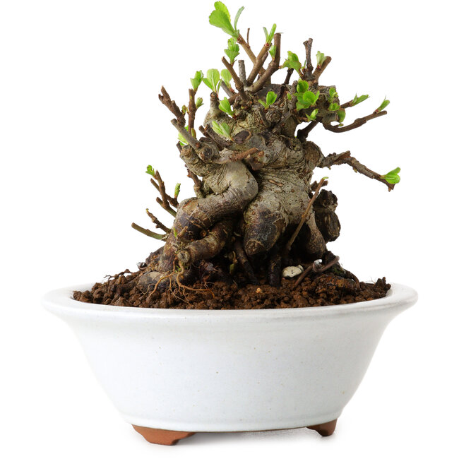 Chaenomeles speciosa, 12,5 cm, ± 20 años de edad, con un nebari de 7 cm