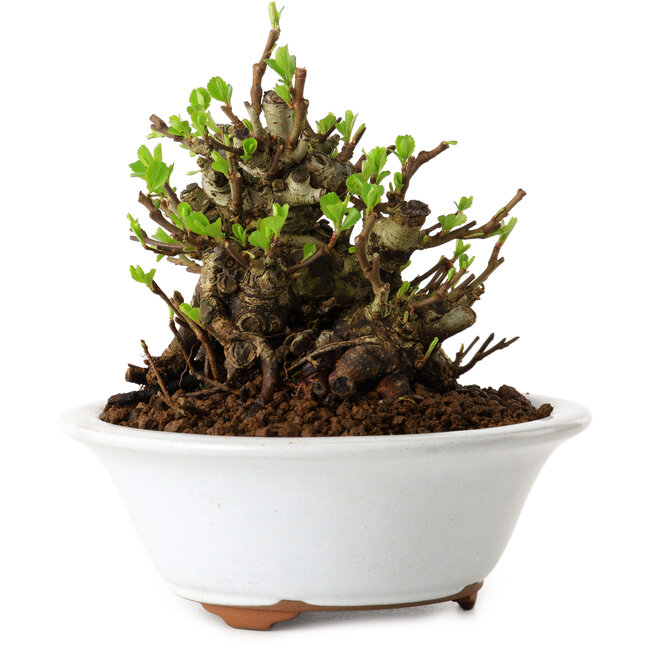 Chaenomeles speciosa, 12,5 cm, ± 20 anni, con un nebari di 7 cm