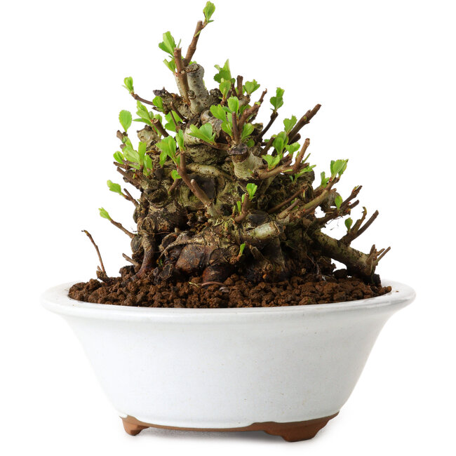 Chaenomeles speciosa, 12,5 cm, ± 20 anni, con un nebari di 7 cm