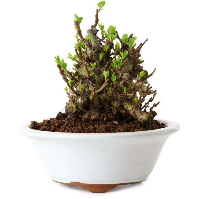 Chaenomeles speciosa, 12,5 cm, ± 20 anni, con un nebari di 7 cm