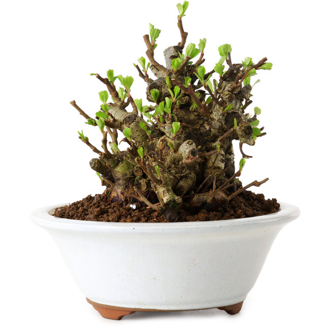 Chaenomeles speciosa, 12,5 cm, ± 20 Jahre alt, mit einem Nebari von 7 cm