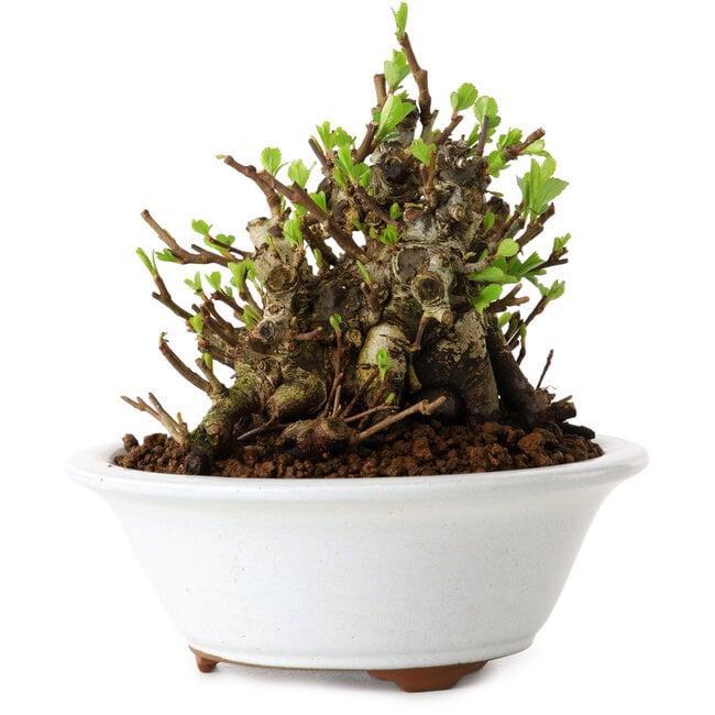 Chaenomeles speciosa, 12,5 cm, ± 20 años de edad, con un nebari de 7 cm