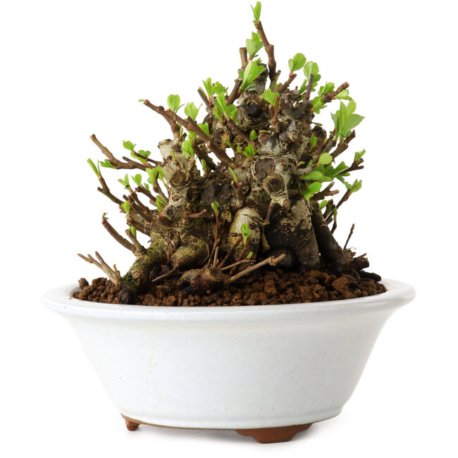 Chaenomeles speciosa, 12,5 cm, ± 20 years old, with a nebari of 7 cm