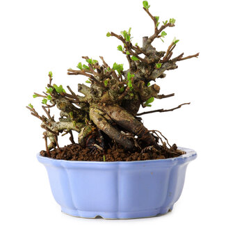 Chaenomeles speciosa, 12,5 cm, ± 20 años de edad