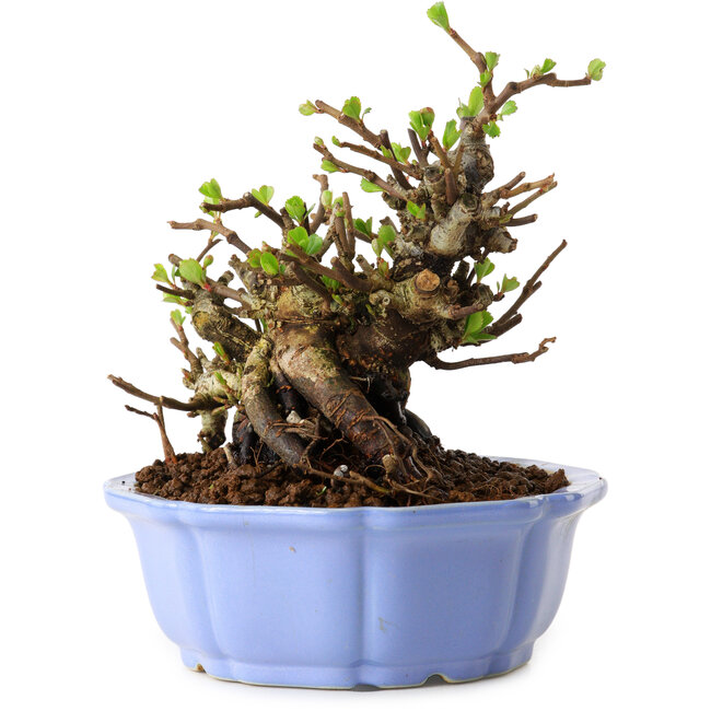 Chaenomeles speciosa, 12,5 cm, ± 20 jaar oud, met een nebari van 7 cm