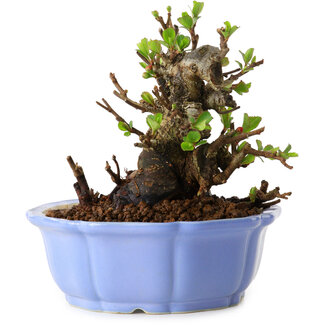 Chaenomeles speciosa, 12,5 cm, ± 20 Jahre alt