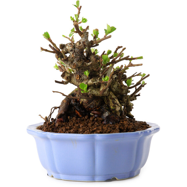 Chaenomeles speciosa, 12,5 cm, ± 20 jaar oud, met een nebari van 7 cm