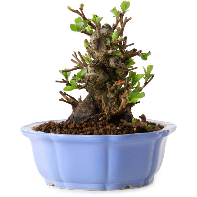 Chaenomeles speciosa, 12,5 cm, ± 20 ans, avec un nebari de 7 cm