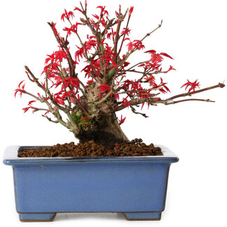 Acer palmatum Deshojo, 13 cm, ± 15 years old