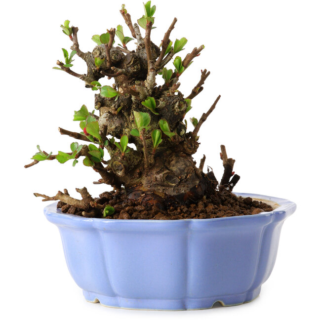 Chaenomeles speciosa, 12,5 cm, ± 20 ans, avec un nebari de 7 cm