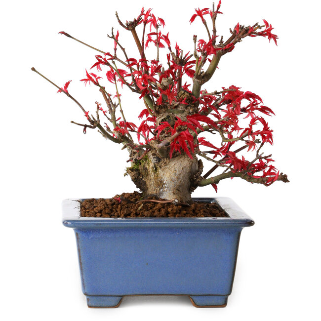 Acer palmatum Deshojo, 13 cm, ± 15 ans