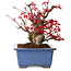 Acer palmatum Deshojo, 13 cm, ± 15 jaar oud