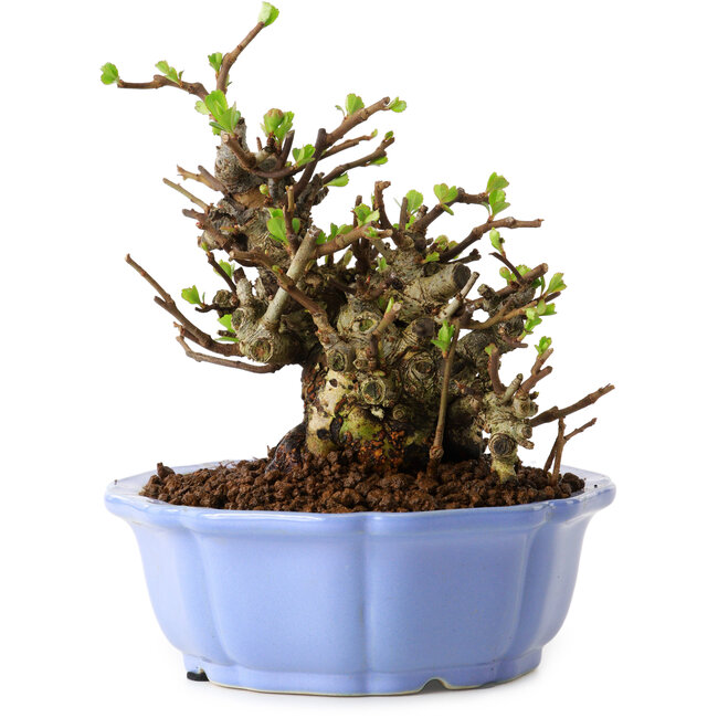 Chaenomeles speciosa, 12,5 cm, ± 20 Jahre alt, mit einem Nebari von 7 cm