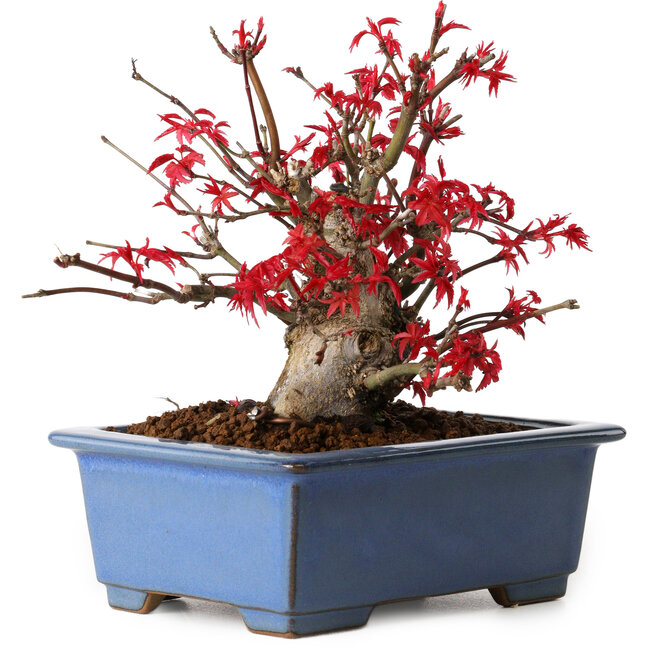 Acer palmatum Deshojo, 13 cm, ± 15 jaar oud