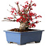 Acer palmatum Deshojo, 13 cm, ± 15 Jahre alt