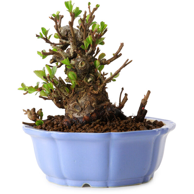 Chaenomeles speciosa, 12,5 cm, ± 20 years old, with a nebari of 7 cm