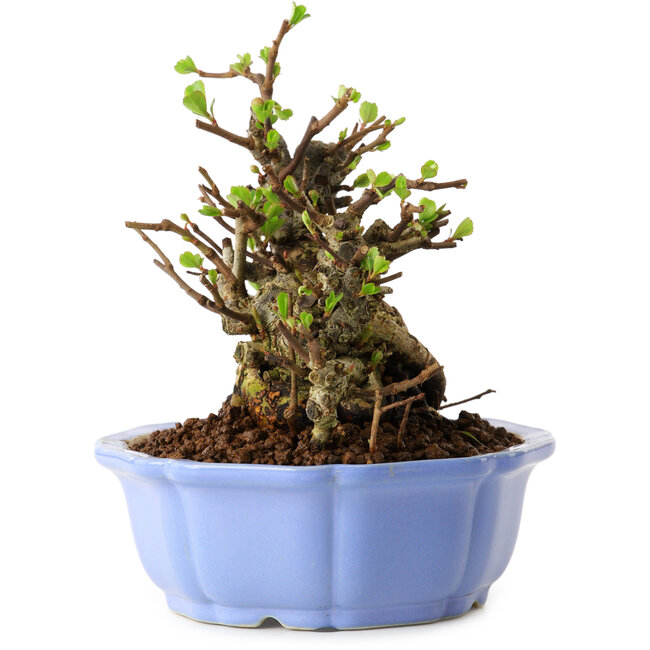 Chaenomeles speciosa, 12,5 cm, ± 20 jaar oud, met een nebari van 7 cm